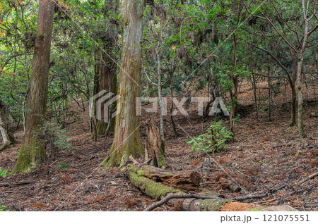 春日山原始林　奈良市 121075551