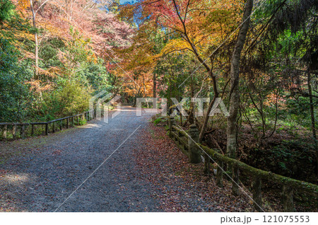 春日山原始林　奈良市 121075553