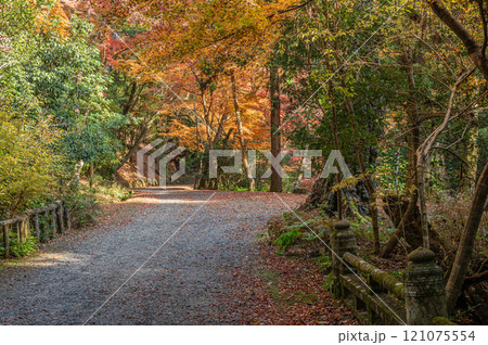 春日山原始林 奈良市 春日山原始林 奈良市 121075554