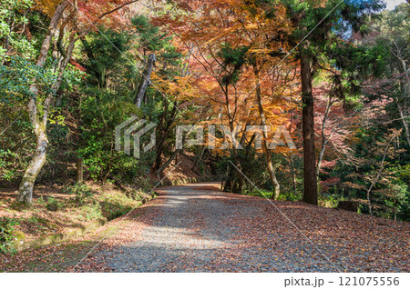 春日山原始林　奈良市 121075556