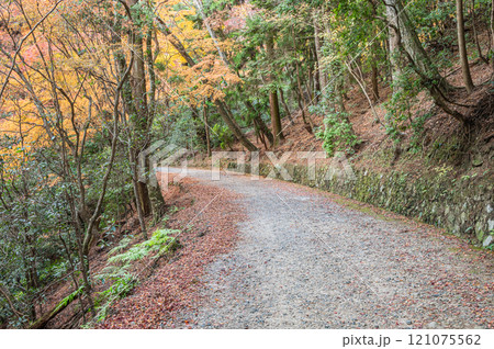 春日山原始林　奈良市 121075562