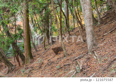 春日山原始林　奈良市 121075587