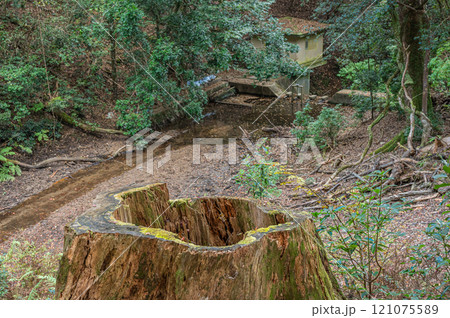 春日山原始林　奈良市 121075589