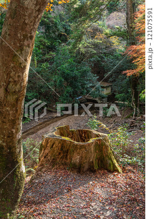 春日山原始林 奈良市 春日山原始林 奈良市 121075591
