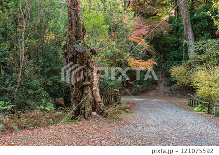春日山原始林　奈良市 121075592