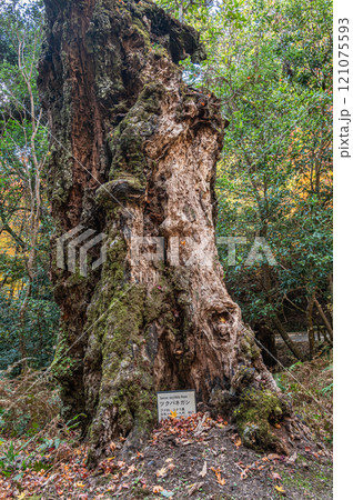 春日山原始林　奈良市 121075593