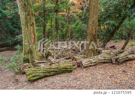 春日山原始林　奈良市 121075595