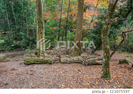 春日山原始林　奈良市 121075597
