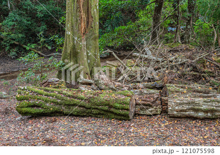 春日山原始林　奈良市 121075598