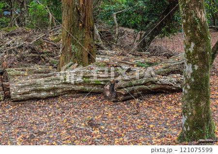春日山原始林　奈良市 121075599