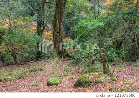 春日山原始林　奈良市 121075600