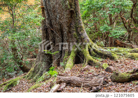 春日山原始林　奈良市 121075605
