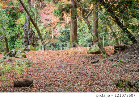 春日山原始林 奈良市 春日山原始林 奈良市 121075607