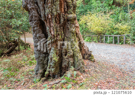 春日山原始林 奈良市 春日山原始林 奈良市 121075610