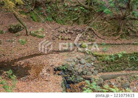 春日山原始林　奈良市 121075615