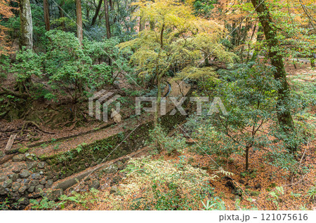 春日山原始林　奈良市 121075616