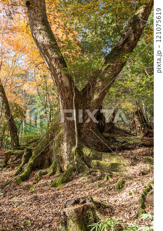 春日山原始林　奈良市 121075619