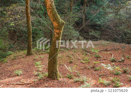 春日山原始林　奈良市 121075620