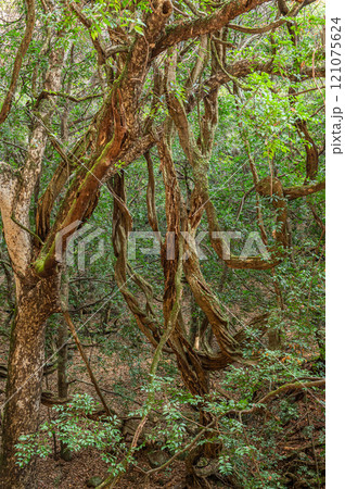 春日山原始林　奈良市 121075624