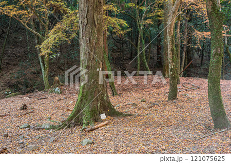 春日山原始林　奈良市 121075625