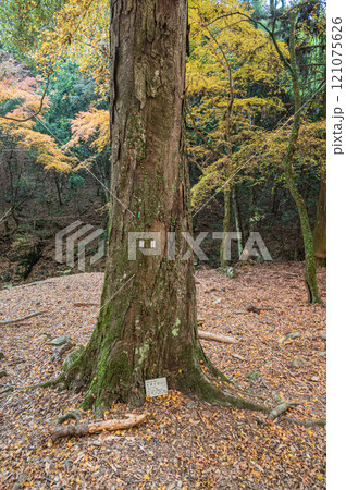 春日山原始林 奈良市 春日山原始林 奈良市 121075626