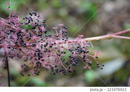 秋の鮮やかな紫黒の独活の実 121076021