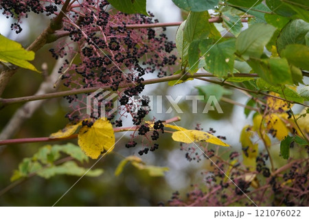 秋の鮮やかな紫黒の独活の実 121076022