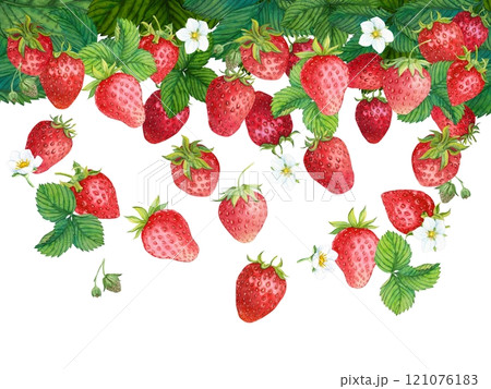 Falling strawberries, flowers and leaves on a white background. Watercolor illustration. Clipart for summer design, packaging of juice, yogurt, tea. Healthy and tasty ingredient in food and drinks. 121076183