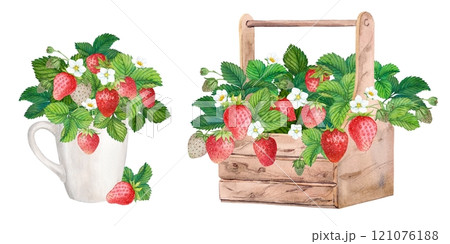 Freshly picked strawberries in a wooden box. Bright watercolor illustration, pure colors. Wooden crate with farm-grown berries. Ingredient for tea, yogurt, aromatic additive in cosmetics. Freshly picked strawberries in a wooden box. Bright watercolor illustration, pure colors. Wooden crate with farm-grown berries. Ingredient for tea, yogurt, aromatic additive in cosmetics. 121076188