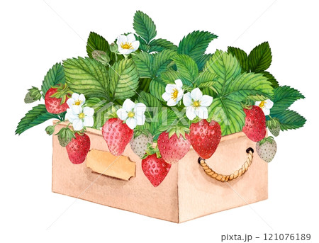 Freshly picked strawberries in a wooden box. Bright watercolor illustration, pure colors. Wooden crate with farm-grown berries. Ingredient for tea, yogurt, aromatic additive in cosmetics. Freshly picked strawberries in a wooden box. Bright watercolor illustration, pure colors. Wooden crate with farm-grown berries. Ingredient for tea, yogurt, aromatic additive in cosmetics. 121076189