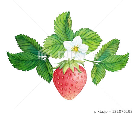 Strawberry plant with red berries, watercolor painting. Design for groceries, farm products, tea, natural cosmetics. Summer garden design element. Strawberry plant with red berries, watercolor painting. Design for groceries, farm products, tea, natural cosmetics. Summer garden design element. 121076192