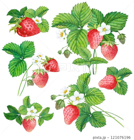 Collection of fresh red fruits and strawberry leaves isolated on white background. Watercolor illustration. Healthy food concept. Composition of summer berries. Ingredient for various dishes. 121076196