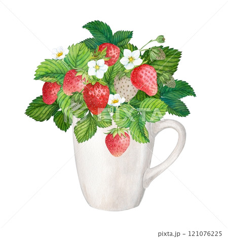White cup with ripe strawberries. Bouquet of ripe farm berries. Watercolor illustration on a white background. Composition for packing tea, yogurt. 121076225