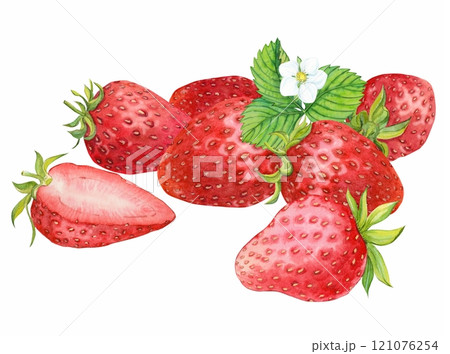 Half of chopped strawberries and a whole berry on a white background. Close-up of red berries. Watercolor illustration. Farm harvest. Half of chopped strawberries and a whole berry on a white background. Close-up of red berries. Watercolor illustration. Farm harvest. 121076254