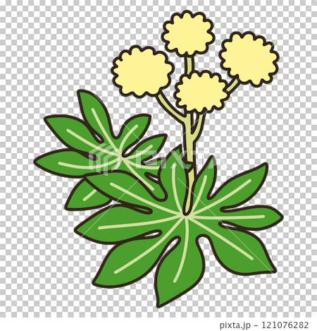 ヤツデ ヤツデ 121076282