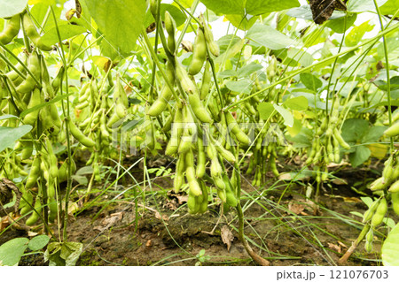 Close-up of edamame pods growing in the farmland of Wandan, Pingtung, Taiwan. 121076703