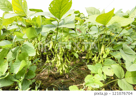 Close-up of edamame pods growing in the farmland of Wandan, Pingtung, Taiwan. 121076704