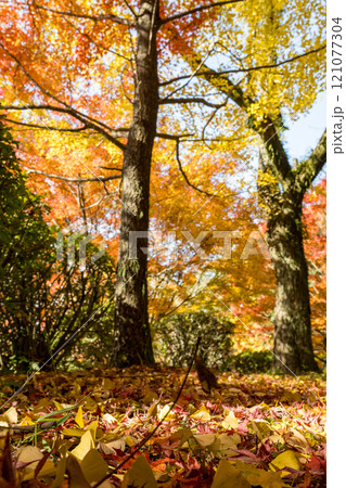 もみじが美しい熊本の紅葉スポット もみじが美しい熊本の紅葉スポット 121077304