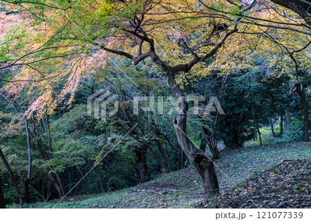 もみじが美しい熊本の紅葉スポット もみじが美しい熊本の紅葉スポット 121077339