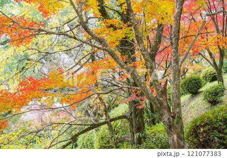 もみじが美しい熊本の紅葉スポット もみじが美しい熊本の紅葉スポット 121077383