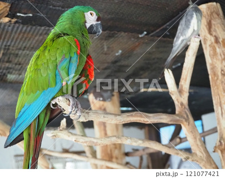 色鮮やかなヒメコンゴウインコ 色鮮やかなヒメコンゴウインコ 121077421