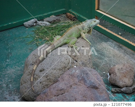 石の上に休むグリーンイグアナ 石の上に休むグリーンイグアナ 121077496