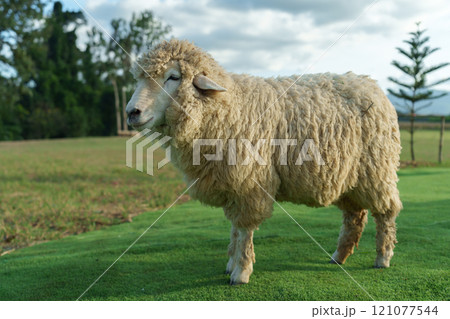 sheep resting in grass field sheep resting in grass field 121077544