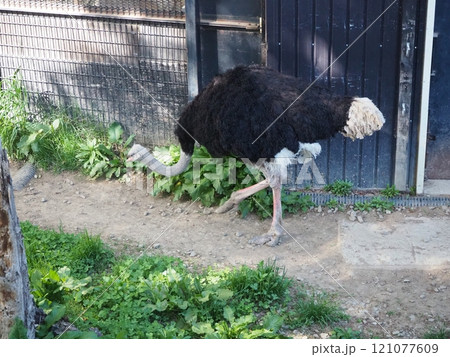 とても大きなダチョウ とても大きなダチョウ 121077609