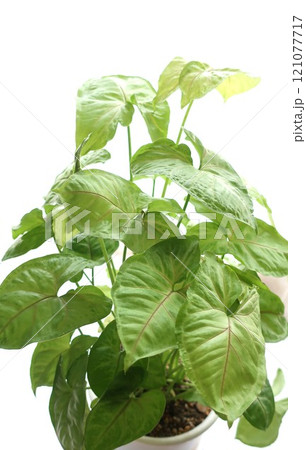 シンゴニウム 観葉植物 シンゴニウム 観葉植物 121077717