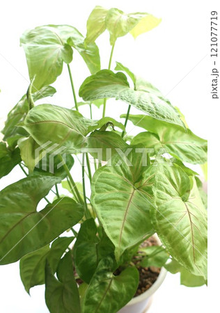シンゴニウム　観葉植物 121077719