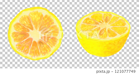 Illustration material of citrus fruits cut in half, painted in watercolor Illustration material of citrus fruits cut in half, painted in watercolor 121077749