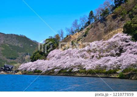 桜景 海津大崎 桜景 海津大崎 121077859