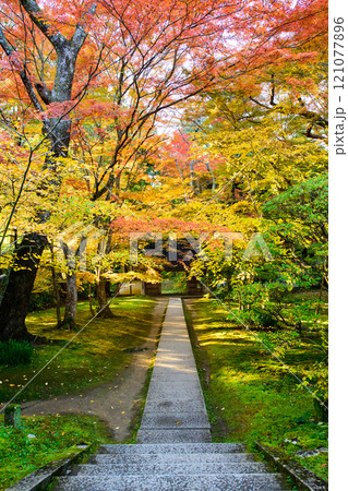 世界遺産中尊寺　光差し込む秋の朝　大長寿院参道　岩手県 121077896
