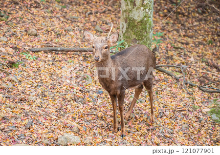 春日山原始林のシカ 奈良市 春日山原始林のシカ 奈良市 121077901